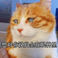 猫咪 萌宠 白毛 想对你说的全在眼神里 讯飞