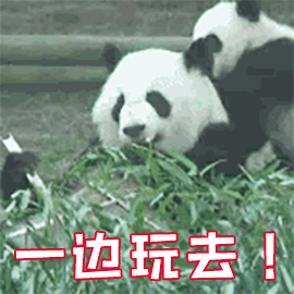 萌宠 熊猫 国宝 生气 一边玩去