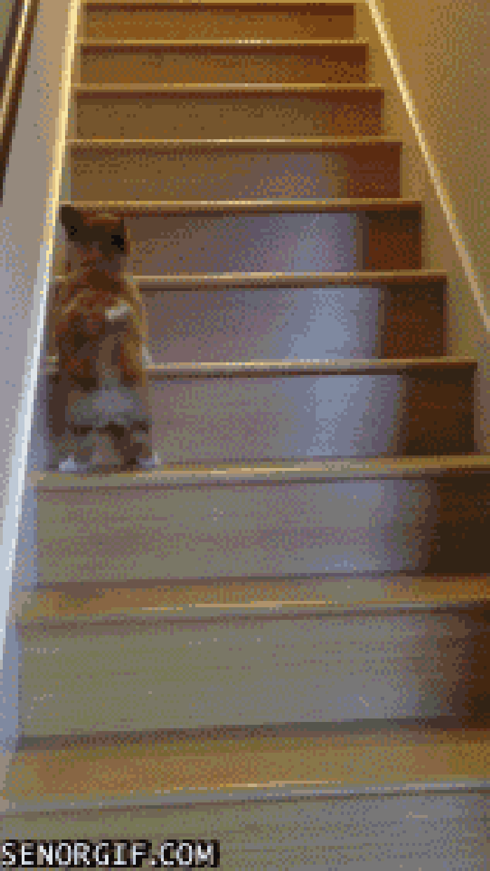 小狗 爬楼梯 行走 短腿
