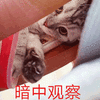 猫 暗中观察 可爱 呆萌
