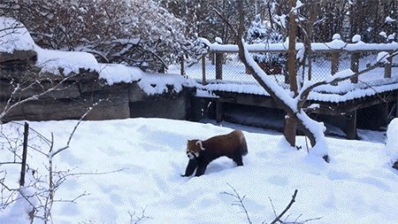 小熊猫 red panda 雪地 玩耍 可爱