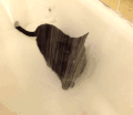 任性 宠物 喝水 搞笑 萌 gif