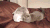 小子 敢偷袭我 猫 猫咪