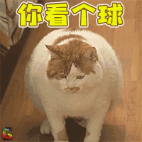 猫咪 胖虎 你看个球 soogif soogif出品