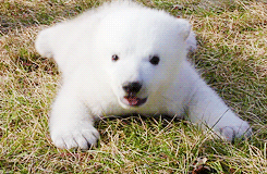 累了 北极熊 动物 白色 可爱