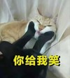 萌宠 猫星人 你给我笑 哈哈哈 搞怪 呆萌