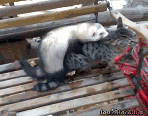 雪貂 ferret 猫 玩耍