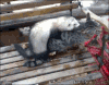 雪貂 ferret 猫 玩耍