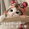 萌宠 猫星人 群里有甜甜的妹子吗 我低血糖 呆萌 可爱