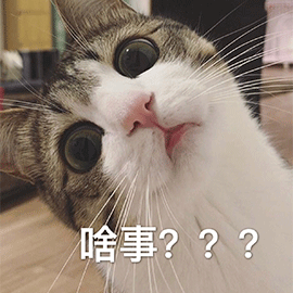 萌宠 猫咪 猫 喵星人 啥事 蒙圈