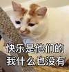 萌宠 猫星人 快乐是他们的 我什么也没有 可怜巴巴 委屈