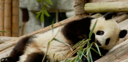 熊猫 吃竹子 可爱 国宝