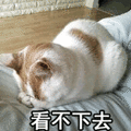 看不下去 猫