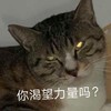 萌宠 猫星人 你渴望力量吗 好奇 呆萌 可爱