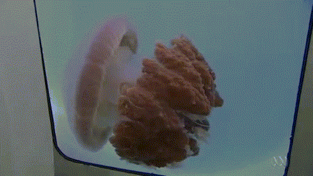 水母 科学 生物学 海洋