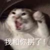 萌宠 猫星人 我和你拼了 生气 呆萌 可爱