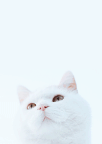 猫咪 萌 可爱 搞笑