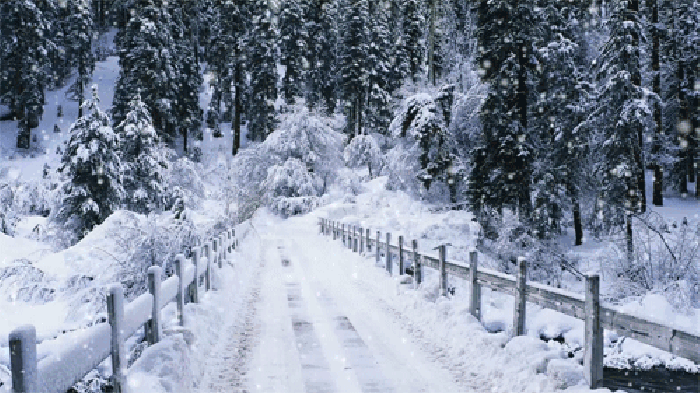 森林 下雪 桥 美景