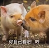 萌宠 小猪 你自己看吧 哼 呆萌 搞怪