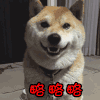 无语 不想理你 柯基 略略略