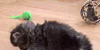 猫 宠物 动物 可爱 猫 喵星人