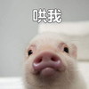 萌宠 小猪 委屈巴巴 难受 呆萌 可爱