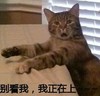 猫咪 喵星人 别看我我正在上 斗图 搞笑