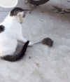 猫咪 老鼠 可爱 毛茸茸
