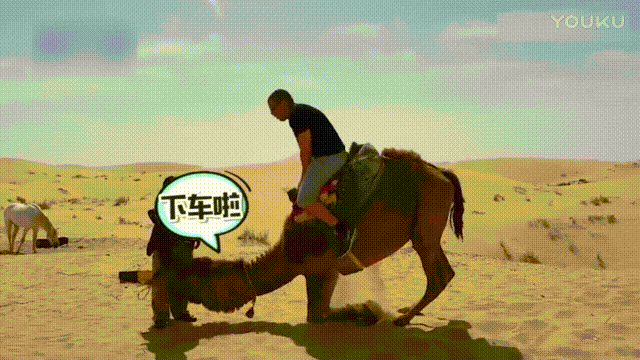 沙漠 骆驼 摔倒 下车了
