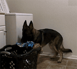 狗狗 可爱 洗衣服 很棒