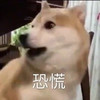 萌宠 汪星人 恐慌 惊讶 呆萌 可爱
