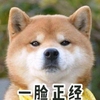 萌宠 汪星人 一脸正经 凝视 呆萌 搞怪