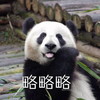萌宠 熊猫 略略略 吐舌 搞怪 呆萌