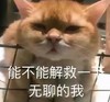 萌宠 猫星人 能不能解救一下无聊的我 无奈 呆萌 可爱
