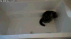 丸 maru 摇尾巴 猫 呆萌
