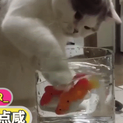 萌宠 猫咪 喝水 有点咸