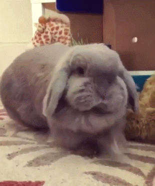 兔子 张嘴 灰毛 毯子