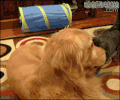 猫猫 狗狗 打闹 挑逗 可爱 萌宠