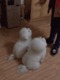 汪星人 训练 听话 可爱