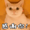感谢你 感谢 猫 可爱 萌 多谢