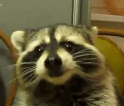 浣熊 raccoon 吃货 魔性 肉肉脸