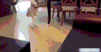 萌宠 搞笑 有意思 厉害 可爱