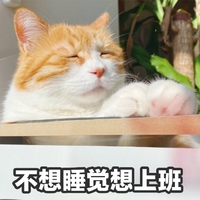 萌宠 喵星人 不想睡觉想上班 无聊 呆萌 搞怪