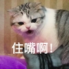 萌宠 猫星人 住嘴啊 别说了 呆萌 可爱