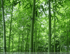 竹林 自然风光 清新