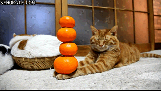 橙子 食物 猫 可爱