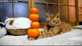 橙子 食物 猫 可爱