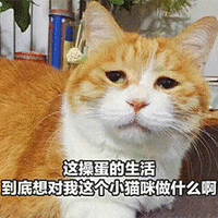 萌宠 猫咪 猫 喵星人 这操蛋的生活 到底想对我这个小猫咪做什么啊 搞怪