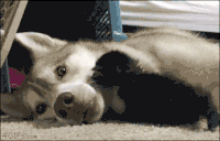 哈士奇 Siberian husky 奶猫 小猫 宠溺