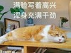 萌宠 猫星人 满脸写着高兴 浑身充满干劲 呆萌 可爱